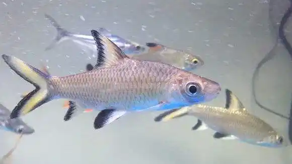 银鲨图片 银鲨鱼图片 观赏鱼图片[3/9]_动物_美桌网