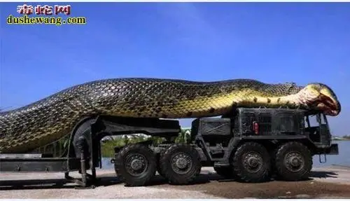 游戏中的巨蟒给人的视觉冲击传说中的海洋巨蟒史前巨蟒沃那比蛇和恐龙