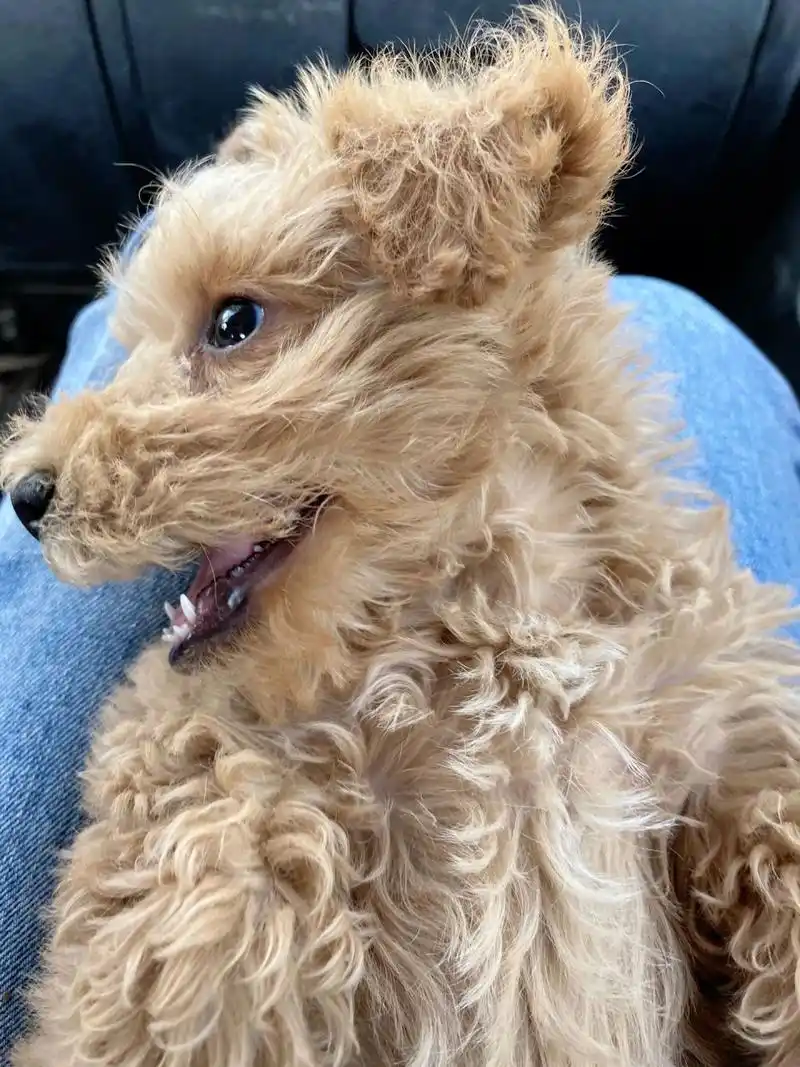 泰迪和雪纳瑞串  新带回家的修狗,虽然它平时很坏,可是也是真的可爱吖