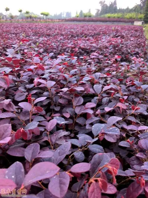 高度20公分红花檵木价格-红继木,红桎木,红花继木,红檵木 种苗四川