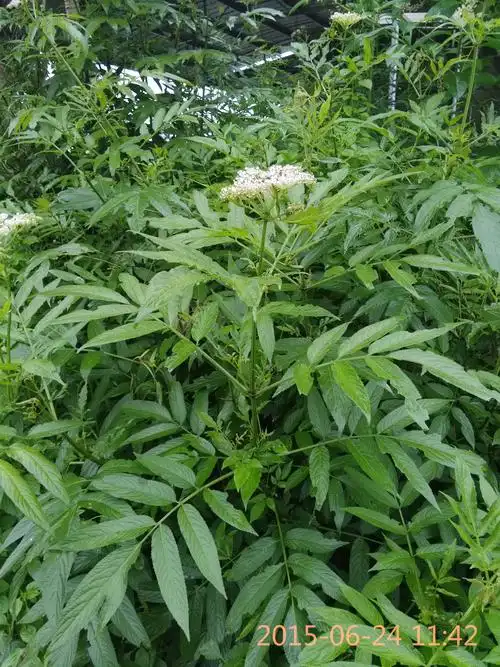 这是什么植物?很臭,这个