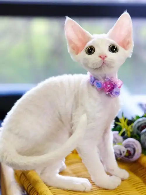 纯白德文卷毛猫白德文白色卷毛德文宠物猫