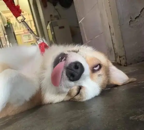 柯基失恋后伤心"买醉",当它喝完醉倒那一刻,主人瞬间笑翻了