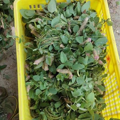 狸尾草羊咩香羊咩草干品现货香草瑶山中草药丸种子泡水熬汤泡茶100克