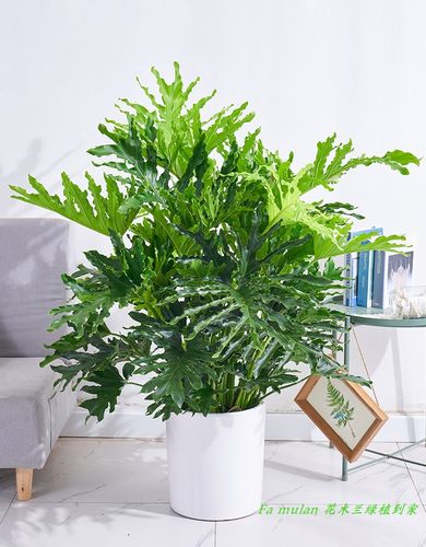 春羽易活好养耐阴净化空气植物室内绿植盆栽叶绿植大型绿植