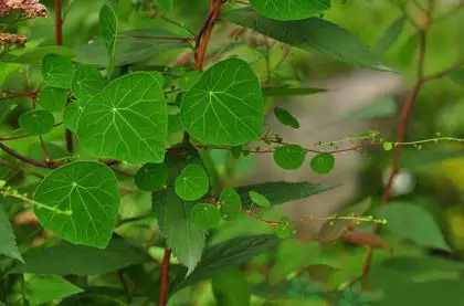 白药子提取物 10:1 20:1 30:1