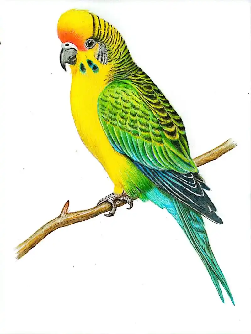 彩铅画一一虎皮鹦鹉.第一次在抖音上发作品,见到的多关照! - 抖音