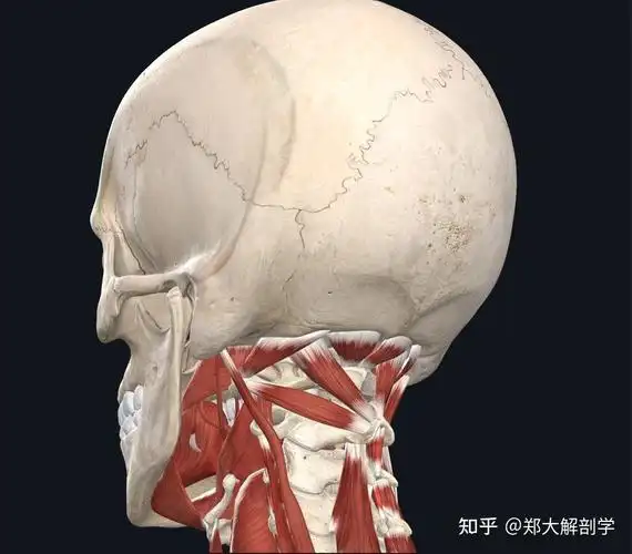 枕下肌群损伤导致头痛