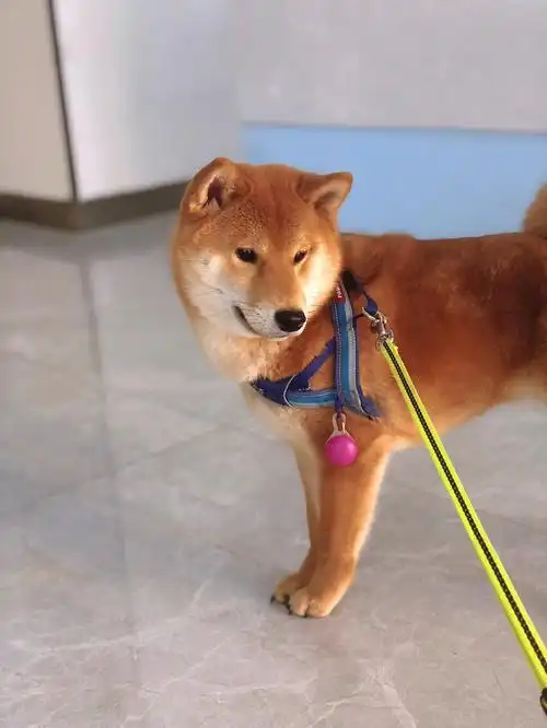 算是好的了 起码不躲避柴犬洗澡好难那面仔绝对是个乖孩子#柴犬洗澡