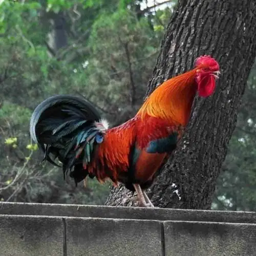 其它 贾来恒的美篇 写美篇大红公鸡真雄伟,长着一个绿尾尾.