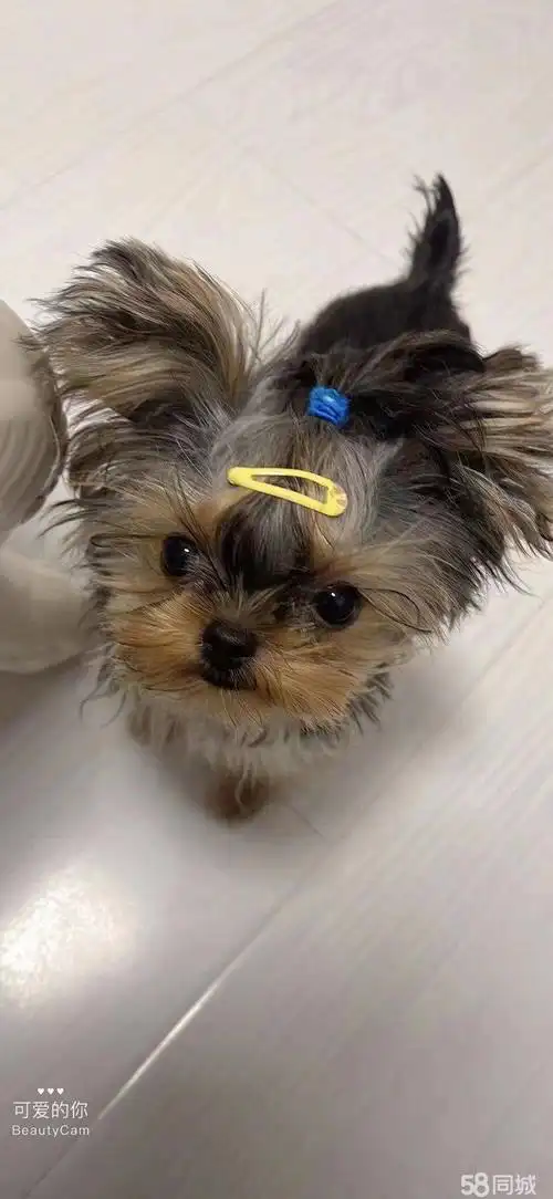 【图】自养小体约克夏金头银背出售 - 花木宠物狗 - 上海58同城