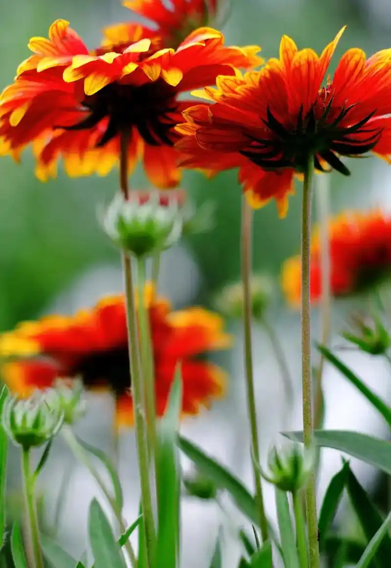 天人菊 天人菊是中国台湾省澎湖县的县花,在澎湖各地到处可见, - 抖音