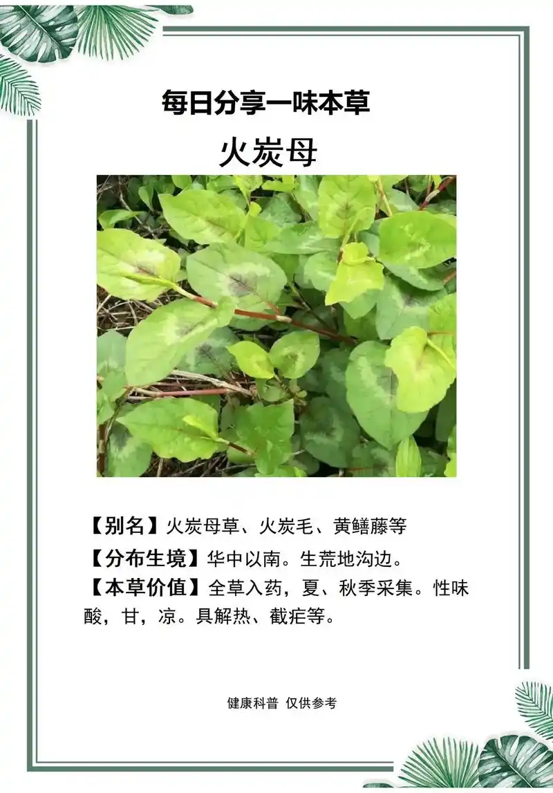 火炭母.#识百草 #植物科普 #一日一植物 #你的家乡有这种 - 抖音