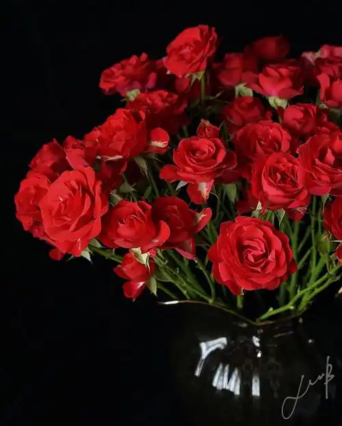 凤栖巴黎恋人多头玫瑰