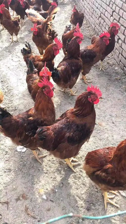 6个月的380公鸡