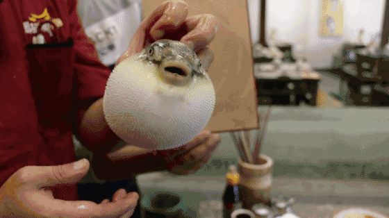 【吃在大连】弄条河豚,再来点家常小菜,新朋旧友小酌,把酒言欢