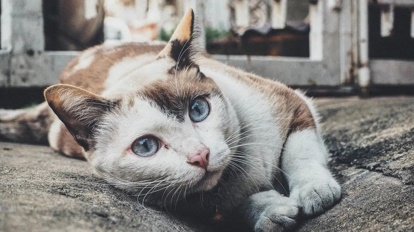 喵星人萌宠猫咪高清电脑桌面壁纸