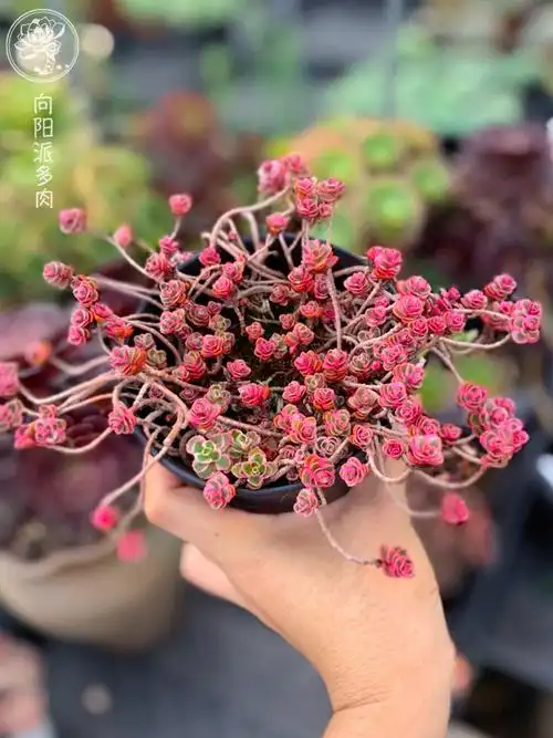 园艺小球玫瑰锦一物一拍垂吊迷你萌多肉植物阳台窗台趣味向阳派园艺