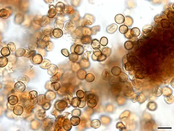 【餐桌物种日历】6月28日 茭白