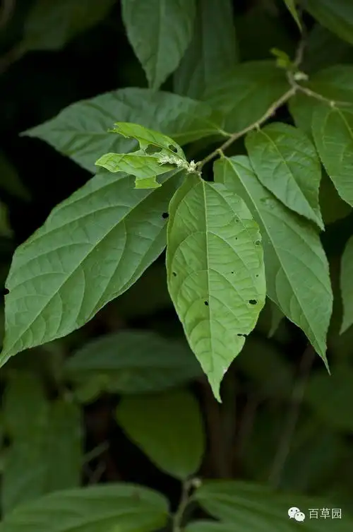 药用植物原创摄影广东常用凉茶之布渣叶破布叶