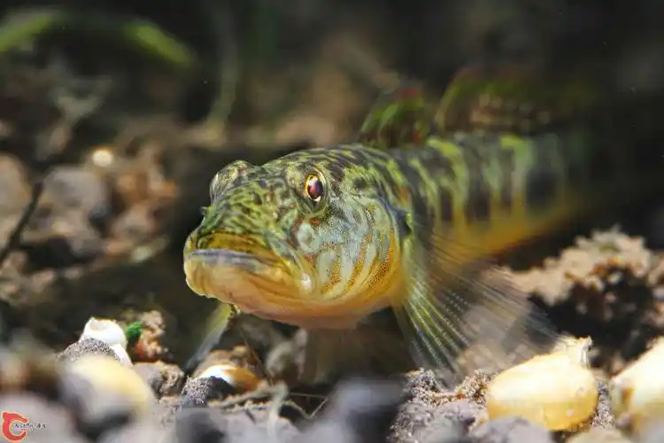 子陵虾虎 - 真吻鰕虎鱼rhinogobius similis - 两江中国原生--做中国