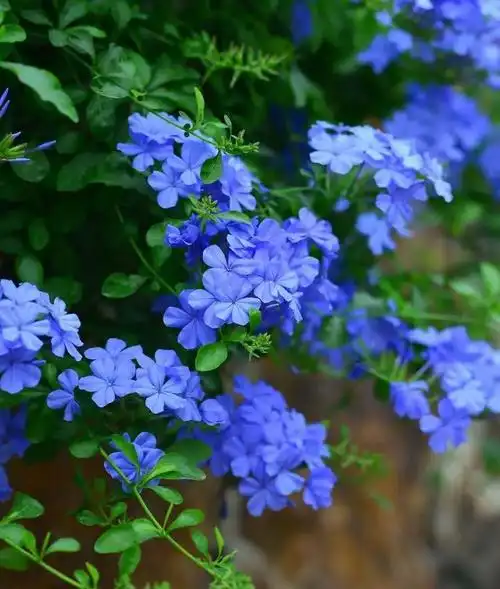 植物世界丨30款蓝色花卉,灿若星辰,雅韵如海,花卉界的星辰大海