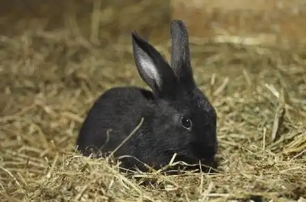 中华黑兔 (其他生物相关)