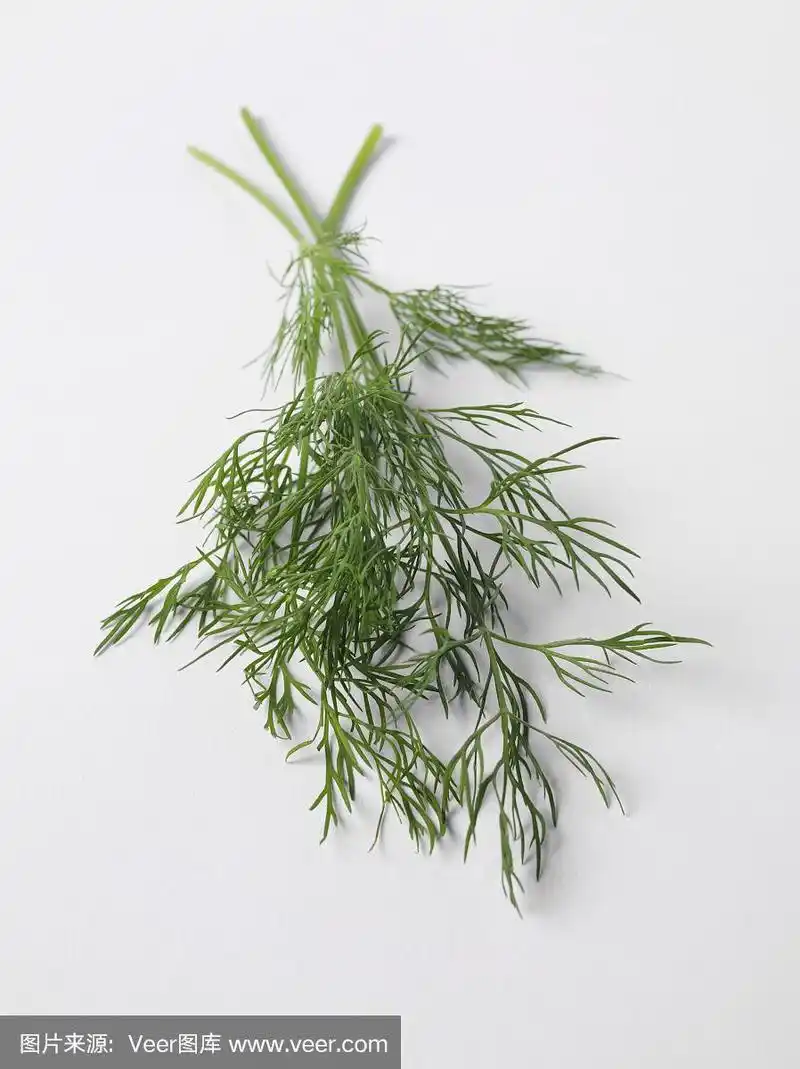 小茴香叶的小枝