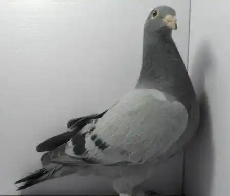 求几张灰色鸽子的高清图,谢谢