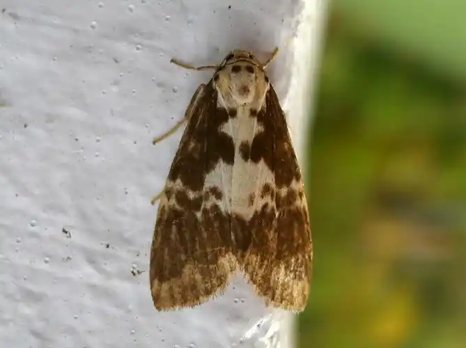 昆虫纲  order lepidoptera  鳞翅目  family erebidae  裳蛾科