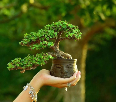 金枝玉叶,植物中的小公主