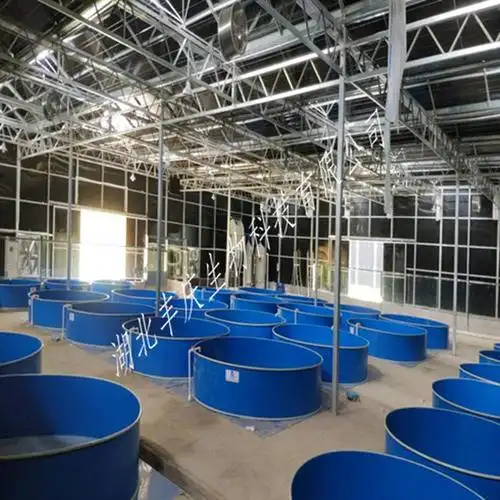 对虾养殖设备|教你一招室内养虾的技巧