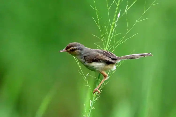 有长而像鹪鹩那样翘的凸尾,故亦称长尾莺. 中