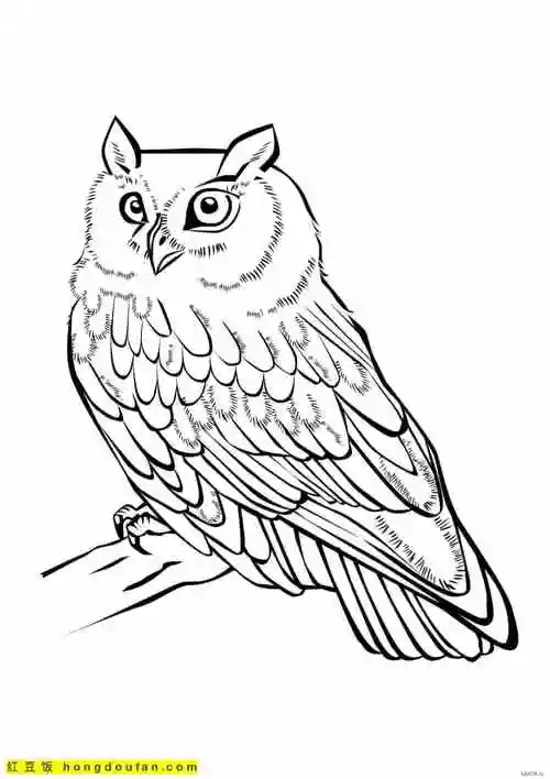 孩子们都可以涂色的14张猫头鹰主题涂色图片-红豆饭小学生简笔画大全