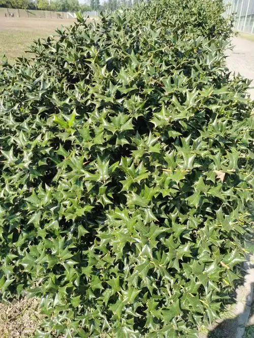 什么植物叶子居然有刺求解答