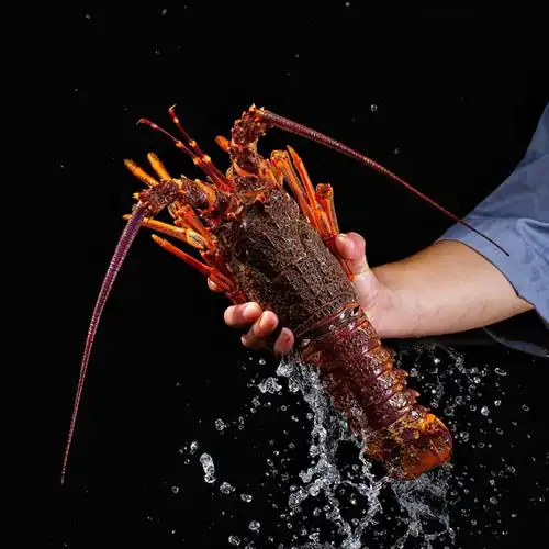 澳龙活冻特大澳洲龙虾红龙奥龙广州黄沙鲜活冷冻海鲜批发酒楼商用