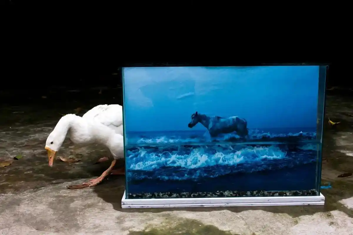 摄影《神秘共存》「 共存 」(coexistence)是来自 - 抖音