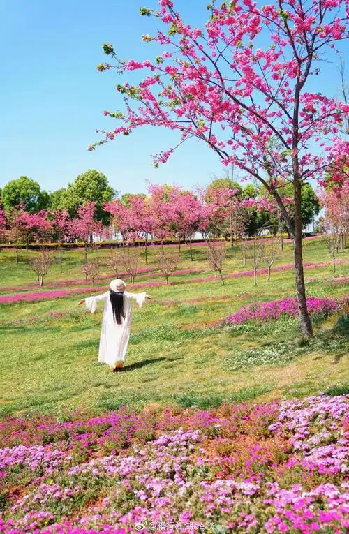 决定不辜负每一场花开,坐着火车游云南,去感受云南红河春天的温暖和花