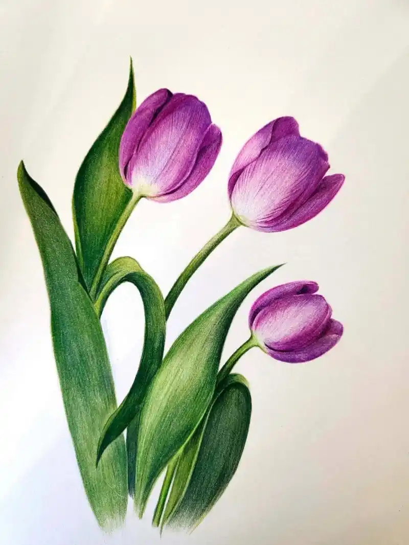 彩铅郁金香