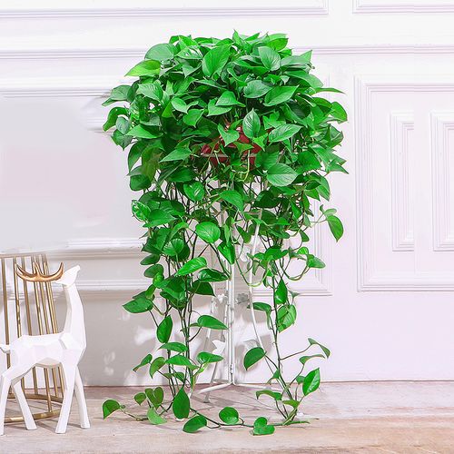 绿萝长藤大盆室内盆栽吊兰除甲醛绿箩大叶花卉水培植物客厅特大—绿植