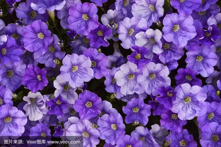 紫色,矮牵牛花,清新,环境,色彩鲜艳