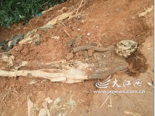 元代古墓被盗尸体保存完好图