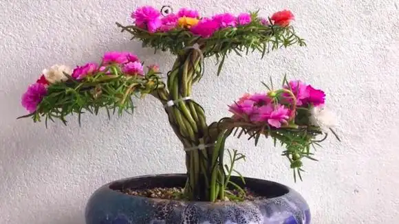 给农村最常见的太阳花,编织成"迎客松"造型盆栽,超好看有创意-vlog