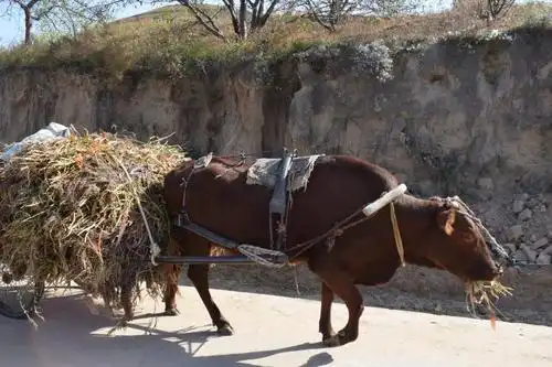 丰收季 - 南瓜屋,装满了有趣的故事