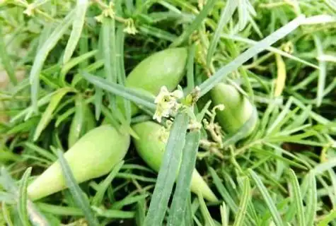 羊角草是什么?它是怎样的野草?图2