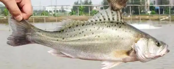 鲈鱼有刺吗解释,理解鲈鱼有没有刺