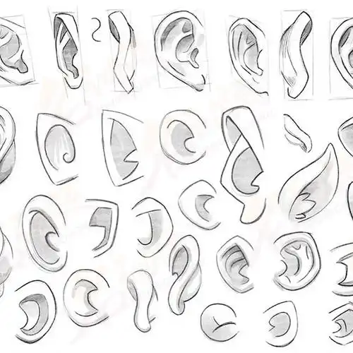 【画五官教程】动漫人物耳朵怎么画?漫画人体耳朵画法教程