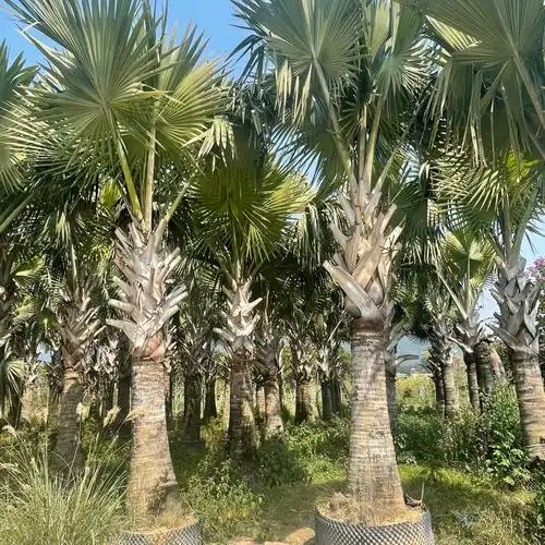 霸王棕棕榈树福建基地批发 棕榈树霸王棕 小区景观树霸王棕1-4米