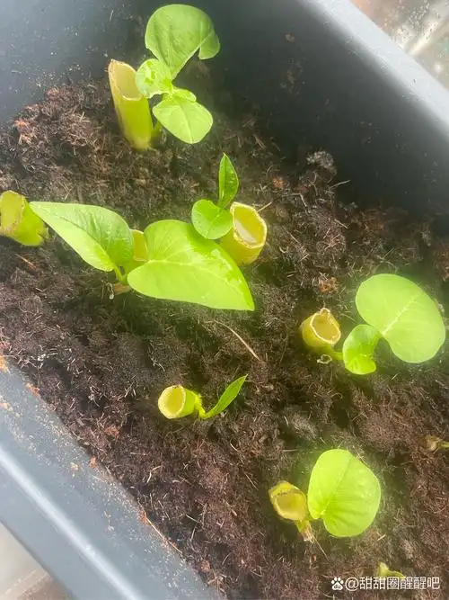 真的气啊,5月份彻底翻绿了,4月份亏损的8万还没