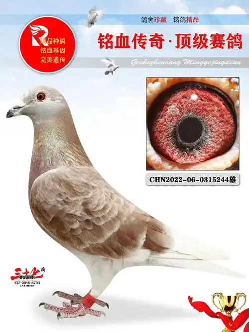 牧鸽文化 - 中信网铭鸽展厅